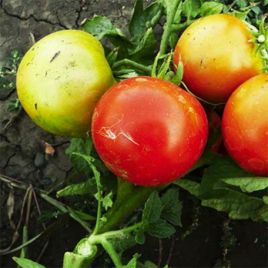 Бушмен насіння томату дет середнього окр 100-120 гр (GL Seeds)