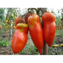 Алый Мустанг семена томата индет. перц. 200-250 гр. роз. (GL Seeds)