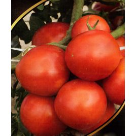 Бизнес Леди семена томата индет. среднего окр. 200-300 гр. (GL Seeds)