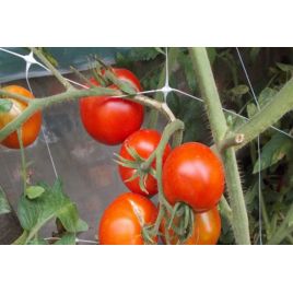 Дворцовый семена томата индет раннего окр-припл до 600 гр (GL Seeds)