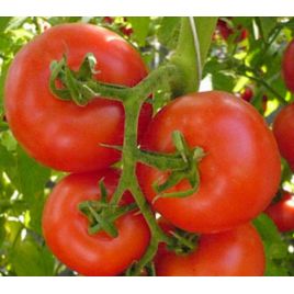 Красная стрела семена томата полудет среднего слив 150-200 гр (GL Seeds)