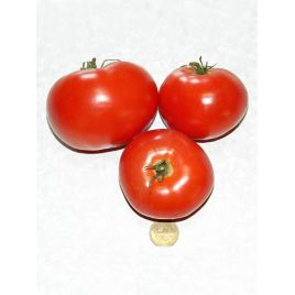 Сент-Пьер семена томата индет. среднего 105-110 дн. окр. 180-300 гр. (GL Seeds)