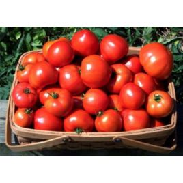 Магнат насіння томату дет раннього 95-100 дн окр 200-250 гр (GL Seeds)