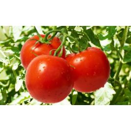 Незалежный семена томата дет среднего окр 120-180 гр (GL Seeds)
