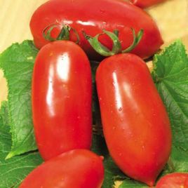 Миколка насіння томату дет середнього 115-120 дн слив 70-90 гр (GL Seeds)