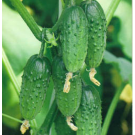 Родос F1 семена огурца пчелоопыл среднего 54-57 дн 7-8 см (GL Seeds)
