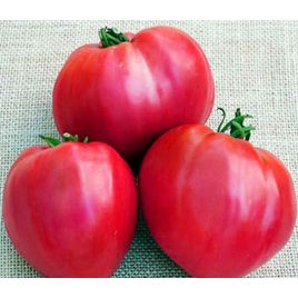 Гопак семена томата полудет среднего 112-118 дн сердц 350-400 гр роз (GL Seeds)
