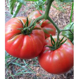 Канари насіння томату индет середнього 112-118 дн сердц до 800 гр (GL Seeds)