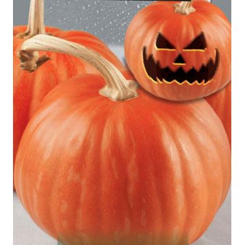 Хеллоуин семена тыквы средней 100-110 дн. окр. 8-11 кг (GL Seeds)
