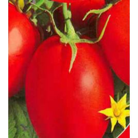 Чудо Внуковой семена томата индет. среднеспелого слив. 150-250 гр. (GL Seeds)