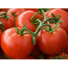 Уникальный семена томата индет. раннего 93-105 дн. окр. 100-120 гр. (GL Seeds)