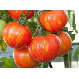 Яблочный спас семена томата дет. среднего окр. 150-180 гр. роз. (GL Seeds)