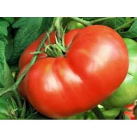 Хлібосольний насіння томату полудет. середнього 115-120 дн. окр.-припл. 400-600 гр. (Україна СДБ)
