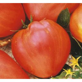 Сахарный гигант семена томата индет. среднего 110-120 дн. 300-600 гр. роз. (Семена Украины)
