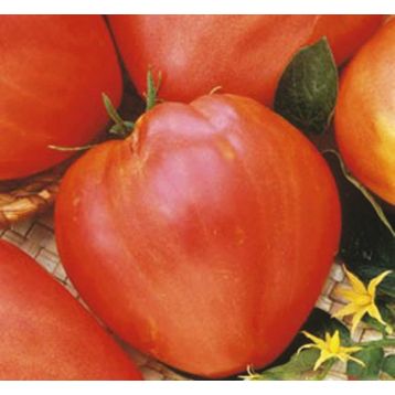 Сахарный гигант семена томата индет. среднего 110-120 дн. 300-600 гр. роз. (Семена Украины)