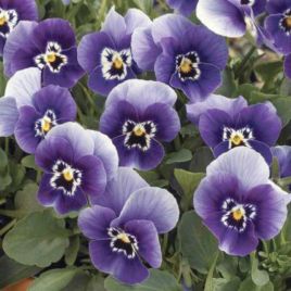 Пенни F1 фиолетово-синяя семена виолы (Syngenta)