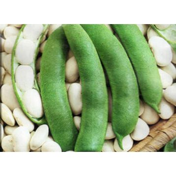 Іголомська насіння квасолі овочевий кущовий 90-120 дн. Біла (Світязь)