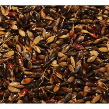 Суданская трава семена (Семена Украины)