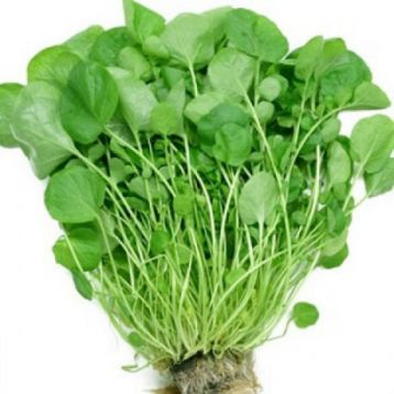 Широколистий насіння крес-салату середнього 25-30дн. зел. (Насіння України)
