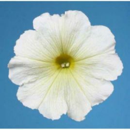 Мираж F1 белая семена петунии мультифлора (Pan American)