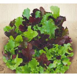 Витаминное Асорти семена салата беби листового раннего 20-25 дн. (Семена Украины)