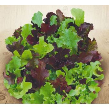 Витаминное Асорти семена салата беби листового раннего 20-25 дн. (Семена Украины)