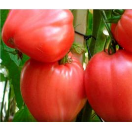 Кардинал семена томата идет. раннего 105-115 дн. серцепод. 400-800г роз. (Семена Украины) 