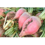 Киевская розовая семена свеклы кормовой средн. 130-145 дн.2,2-4 кг розовой (Семена Украины)