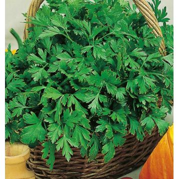 Зефир семена сельдерея листового среднераннего 80-90 дн. 25-30 см (Семена Украины)