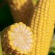 Венеція F1 насіння кукурудзи суперсолодкої Sh2 середньої 80-83дн 22см (Мнагор)