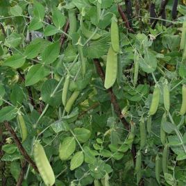 Карубі насіння гороху цукрового спаржевого (Satimex КЛ)