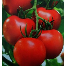 Валютний насіння томата дет. раннього 105-110дн. 150-300гр. (Семена Украины)