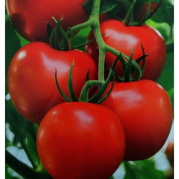 Валютный семена томата дет. раннего 105-110дн. 150-300гр. (Семена Украины)