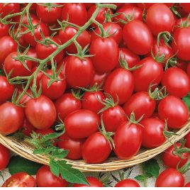 Князь буржуа насіння томата індет середнього 110-120 днсливка 30-60г (Семена Украины)