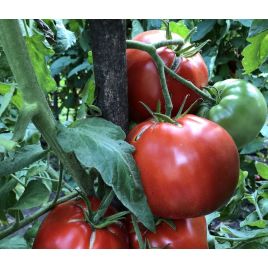 Царский любимец семена томата индет. среднего 110-115 дн. 500-800 гр. (Семена Украины)