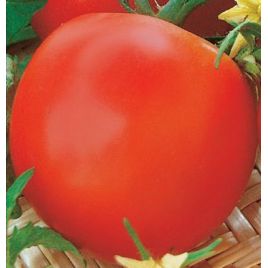 Яблонька семена томата полудет. раннего 85-100 дн. 90-100 гр. (Семена Украины)