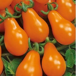 Груша оранжевая семена томата индет. среднего 110-120 дн. 50-80 гр. груш. (Семена Украины)