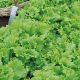 Кудряшка Зеленая семена салата беби листового раннего 20-25 дн. зел. (Семена Украины)
