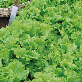 Кудряшка Зелена насіння салату бебі листового раннього 20-25 дн. зел. (Семена Украины)
