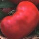 Картопляний малиновий насіння томата напівдет середнього 90-100 дн 400-800г рож (Семена Украины) 