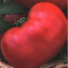 Картофельный малиновый семена томата полудет. среднего 90-100 дн. 400-800г роз. (Семена Украины) 