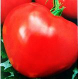 Вождь червоношкірих насіння томата напівдет середній 100-110дн 250-600гр (Семена Украины)