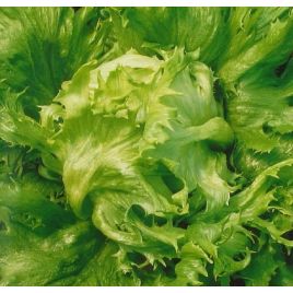 Сніжна Королева насіння салату качанного тип Айсберг раннього 50-60дн.(Семена Украины)