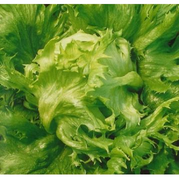 Сніжна Королева насіння салату качанного тип Айсберг раннього 50-60дн.(Семена Украины)