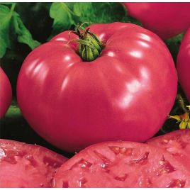 Фаворит насіння томата дет раннього 105-110 дн 200-300 гр рож (Семена Украины)