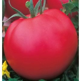 Атласний насіння томата напівдет. раннього 105-110 дн. окр. 150-200г (Семена Украины) 