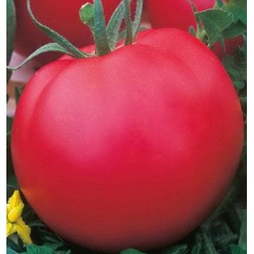 Атласный семена томата полудет. раннего 105-110 дн. окр. 150-200г (Семена Украины) 