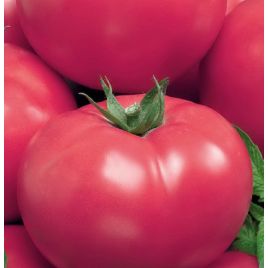 Візир насіння томата напівдет середн 110-120дн округ 100-180гр рож (Семена Украины)