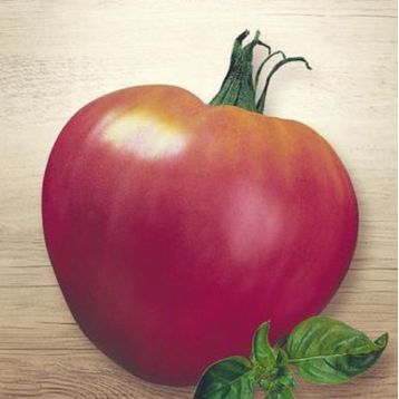 Цар-дзвін насіння томата напівдет середнього 110-120 дн 400-700 гр рож (Семена Украины)