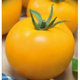 Ожаровський золотий насіння томата індет. середнього 110-115 дн. 80-140 гр.зол-помар (Семена Украины)
